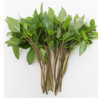 BAZYLIA ŚWIEŻA TAJSKA TL (HUNG QUE)-100g/opk