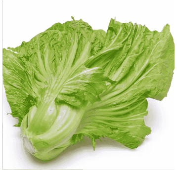 KAPUSTA ŚWIEŻA -KAI CHOI (CAI DUA) 500g/opk