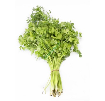 KOLENDRA ŚWIEŻA TAJSKA TL "MUI TA" - 100g/opk