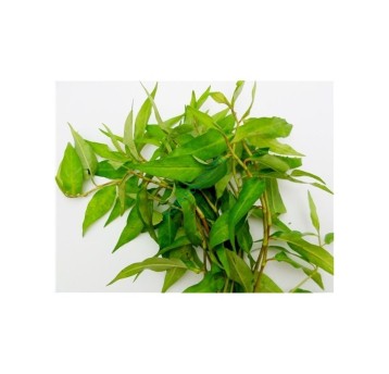 LIŚCIE "RAM" ŚWIEŻA TL (PRAEW LEAFS)-100g/opk