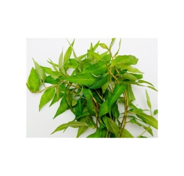 LIŚCIE "RAM" ŚWIEŻA TL (PRAEW LEAFS)-100g/opk