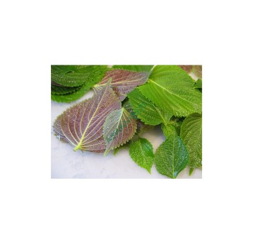 PACHNOTKA SHISHO fiolet "TIA TO" TL 100g/opk